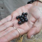 Some fruits of native sarsaparilla (Smilax australis) by Gerry Turpin