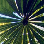 Looking up through a tropcial palm leaf