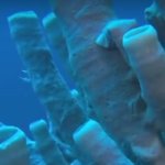 Diseased tubular coral reef
