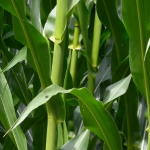 Greens stems of growing sugar cane