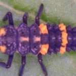 Close up of variable ladybird larva – 4th instar by Tonia Grundy DAF