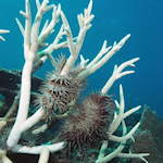 Crown of Thorns Starfish eating hard coral