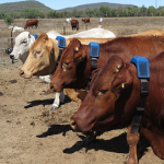 Beef cattle with sensors on their necks