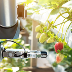 Robot harvesting strawberries