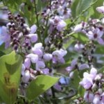 Flowers of a Pongamia tree
