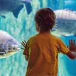 Child looking a fish in large aquarium