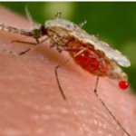 A bloody mosquito on human skin