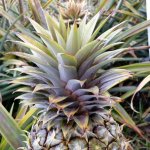 Pineapple from Maroochy Reseach Centre