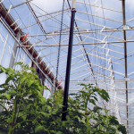 Inside a greenhouse with some plants