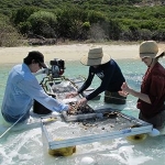 Researchers sampling at Lizard Island