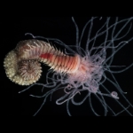 Loimia genus of sea worm by the Queensland Museum