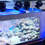 Laboratory tank of corals