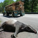 Roadkill on the side of a tropical logging road