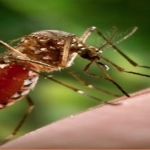 Mosquito on skin - Australian Infectious Diseases Research Centre