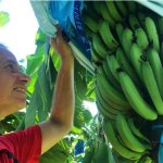 Researcher examining bananas by ABC Charlie McKillop