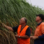 Researcher examining sugar cane in the field