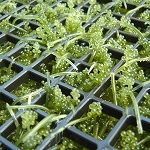 Algae growing in a plastic grid