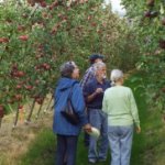 Researchers inspecting apple crops