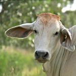An image of a cow