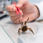 Scientist preparing to extract the venom from a funnelweb spider