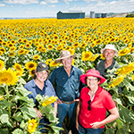 Researcher in field of sunflowers