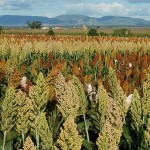 Trial plot of a Sorghum crop for plant breeding