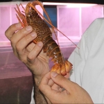 Researcher holding a lobster
