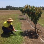 Researcher undertaking tests at a mango tree