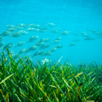 Seagrass and shoal of fish