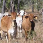 Beef cattle at Spyglass Research Facility