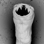 Close up of a hookworm